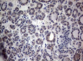 PEG3 Antibody (aa1-364, clone OTI1E10, Carrier-free)