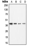 Polyclonal Rabbit anti-Human BCAT1 / ECA39 Antibody (C-Terminus, WB)