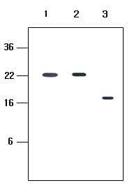 KIR2DL4 Antibody (clone 2H6)
