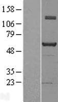 Human NAB1 Protein (Over-Expression Lysate Myc-DDK (Flag))