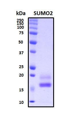 Human SUMO2 Protein (Recombinant His, N-Terminal)