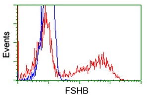 FSHB / FSH Beta Antibody (clone OTI4B9)