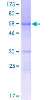Human FAM64A Protein (Recombinant GST)