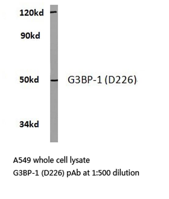 G3BP1 / G3BP Antibody (Asp226)