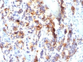 MUC5AC Antibody (clone SPM297, Azide-free, BSA-free)