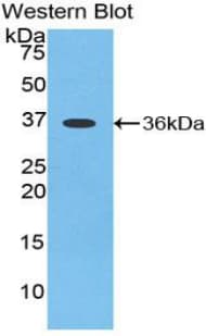 Apelin Antibody (aa24-77, Biotin)