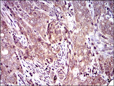 Monoclonal Mouse anti-Human DCTN4 / Dynactin 4 Antibody (clone 3G9D7, aa57-298, IHC, IF, WB)