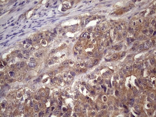 WDR61 Antibody (aa92-305, clone OTI2H10)