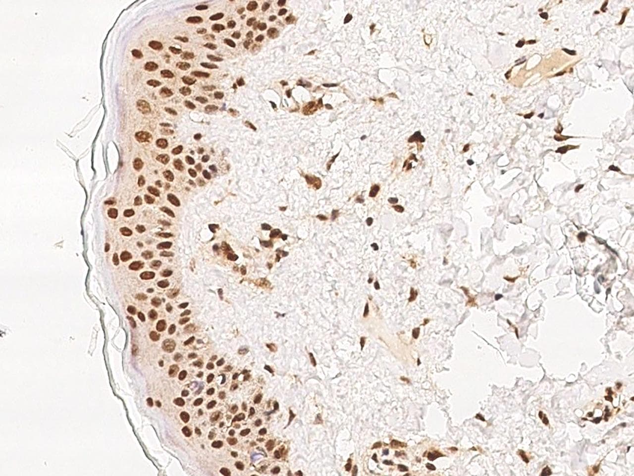 INIP / C9orf80 Antibody