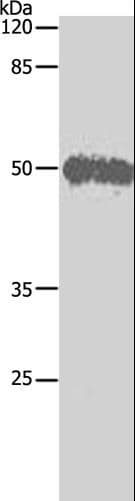 BAG5 Antibody