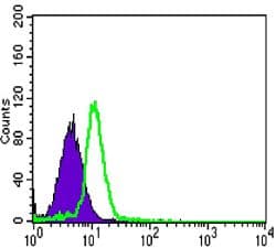 c-Src Kinase / CSK Antibody (clone 5F3)
