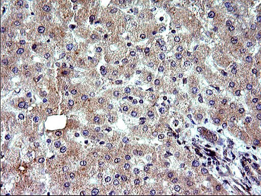 SHBG Antibody (clone OTI1H10)