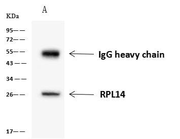 RPL14 / Ribosomal Protein L14 Antibody