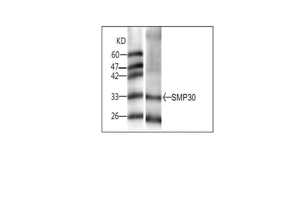 RGN / Regucalcin Antibody