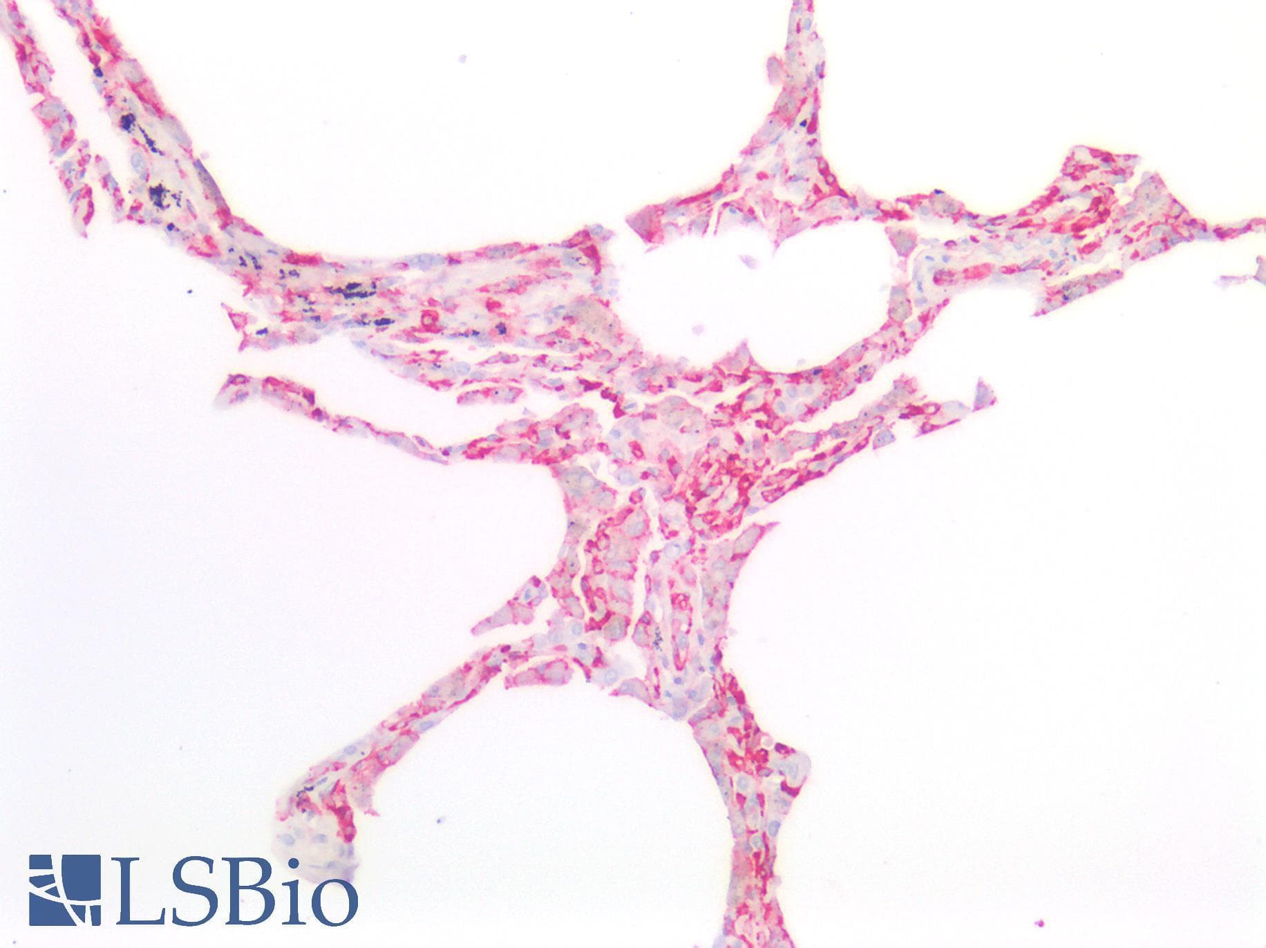 IHC-plus™ PECAM-1 / CD31 Antibody (C-Terminus)