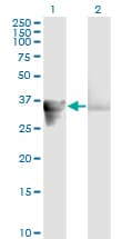 GAS2 Antibody (clone 4E11)