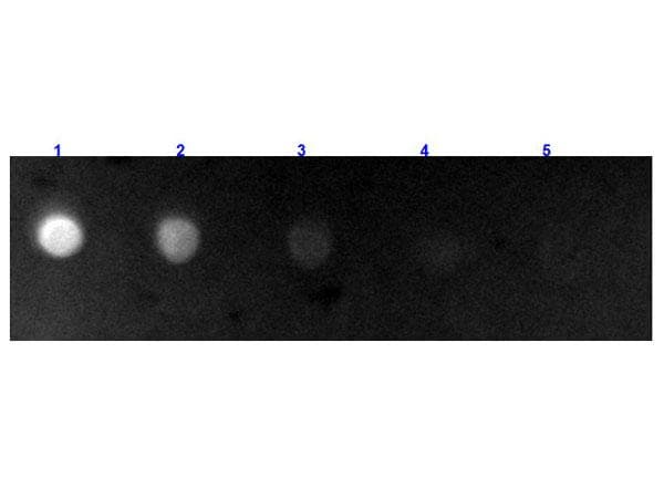 Polyclonal Rabbit Anti-Bovine IgG Secondary Antibody (FITC, IF)