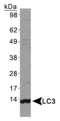 MAP1LC3A / LC3A Antibody (N-Terminus)