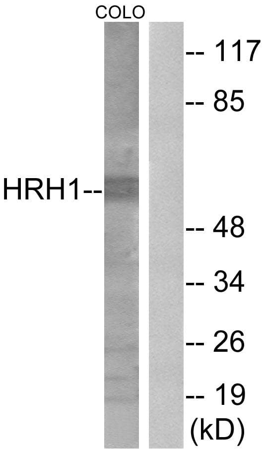 HRH1 / Histamine H1 Receptor Antibody