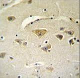 VSTM2A Antibody (aa97-126)