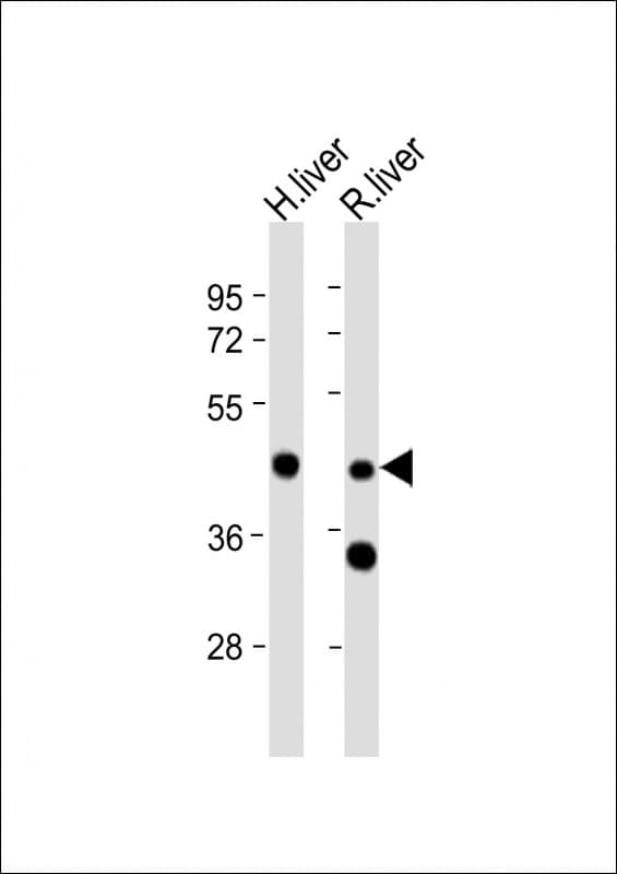 WIPF3 Antibody (aa109-142)