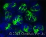 IHC-plus™ LL37 / Cathelicidin Antibody