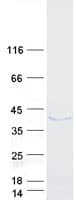 Human ERLIN1 / SPFH1 Protein (Recombinant Myc-DDK (Flag))