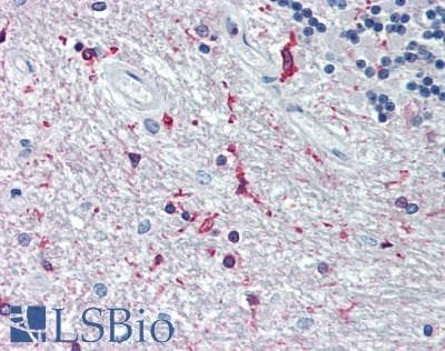 IHC-plus™ FAM3A Antibody