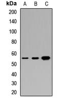 DMP1 Antibody