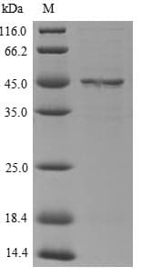 Mouse Serpina3n Protein (Recombinant 10His, N-terminus)