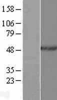 HNRNPH2 / hnRNP H2 Protein (Over-Expression Lysate Myc-DDK (Flag))