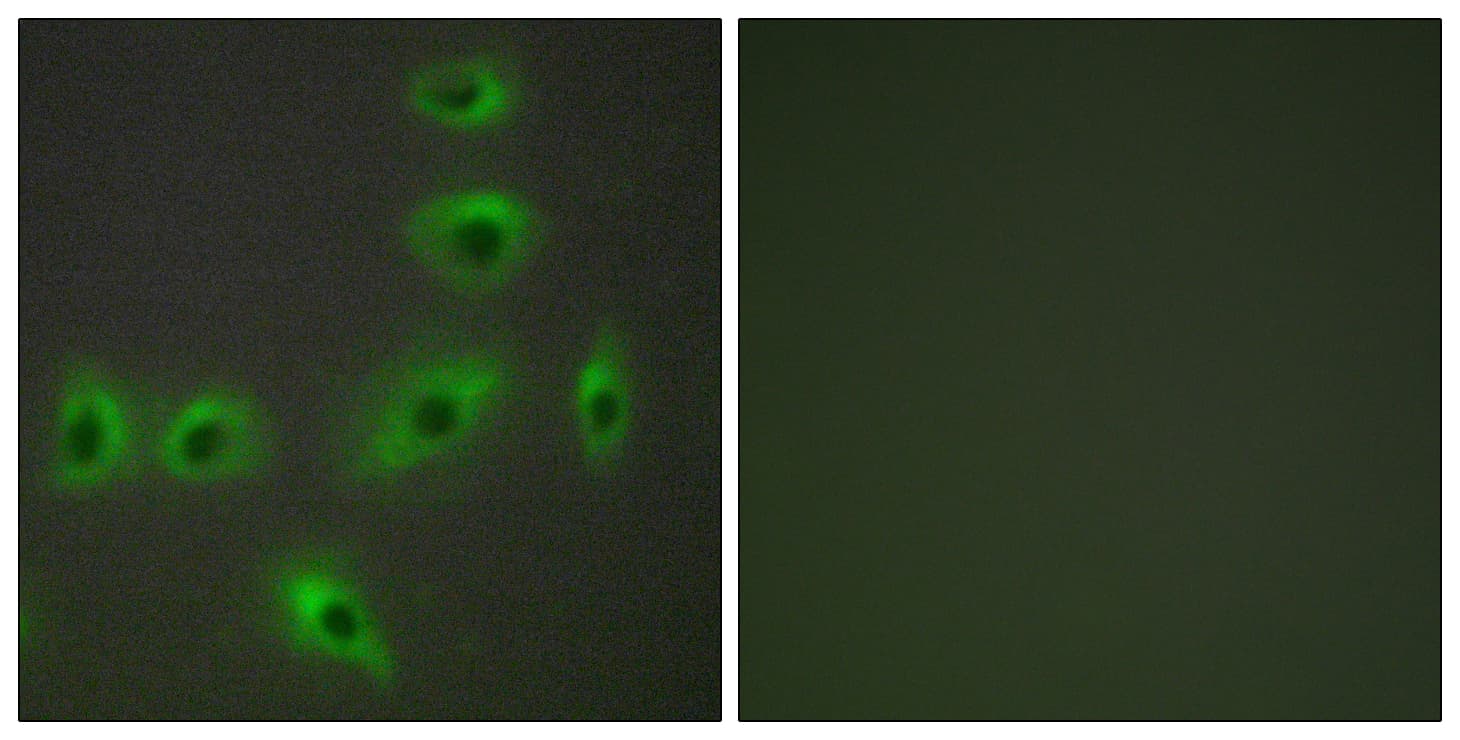 BAX Antibody (aa41-90)