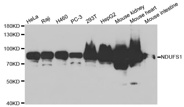 NDUFS1 Antibody