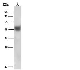 MHC Class I Antigen (HLA-B) Antibody (Preservative Free)