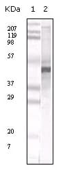 IHC-plus™ Apolipoprotein A-V Antibody (clone 1G5G9)