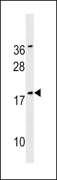 SNX12 Antibody (aa84-112)