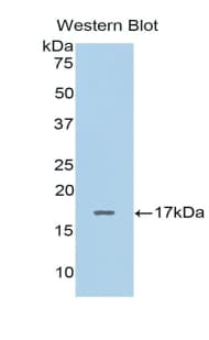 CALCB Antibody (aa1-134)