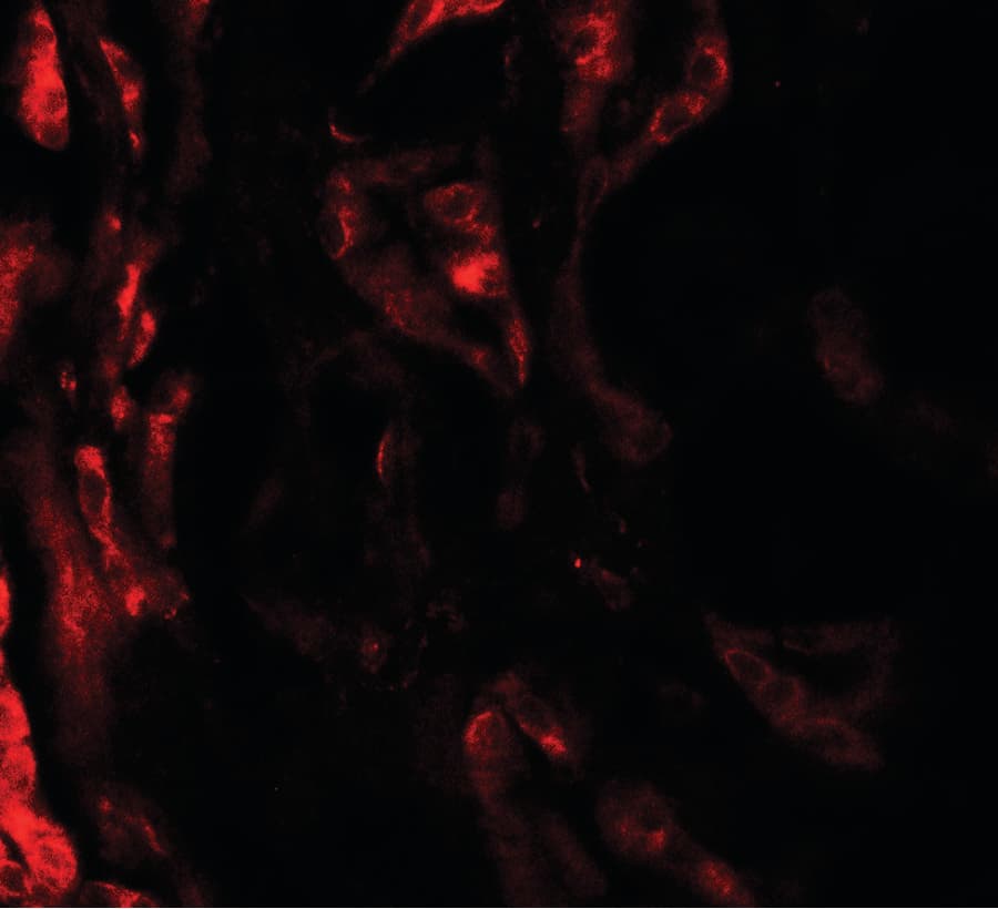 Polyclonal Rabbit anti-Human BCAR3 Antibody (IF, WB)