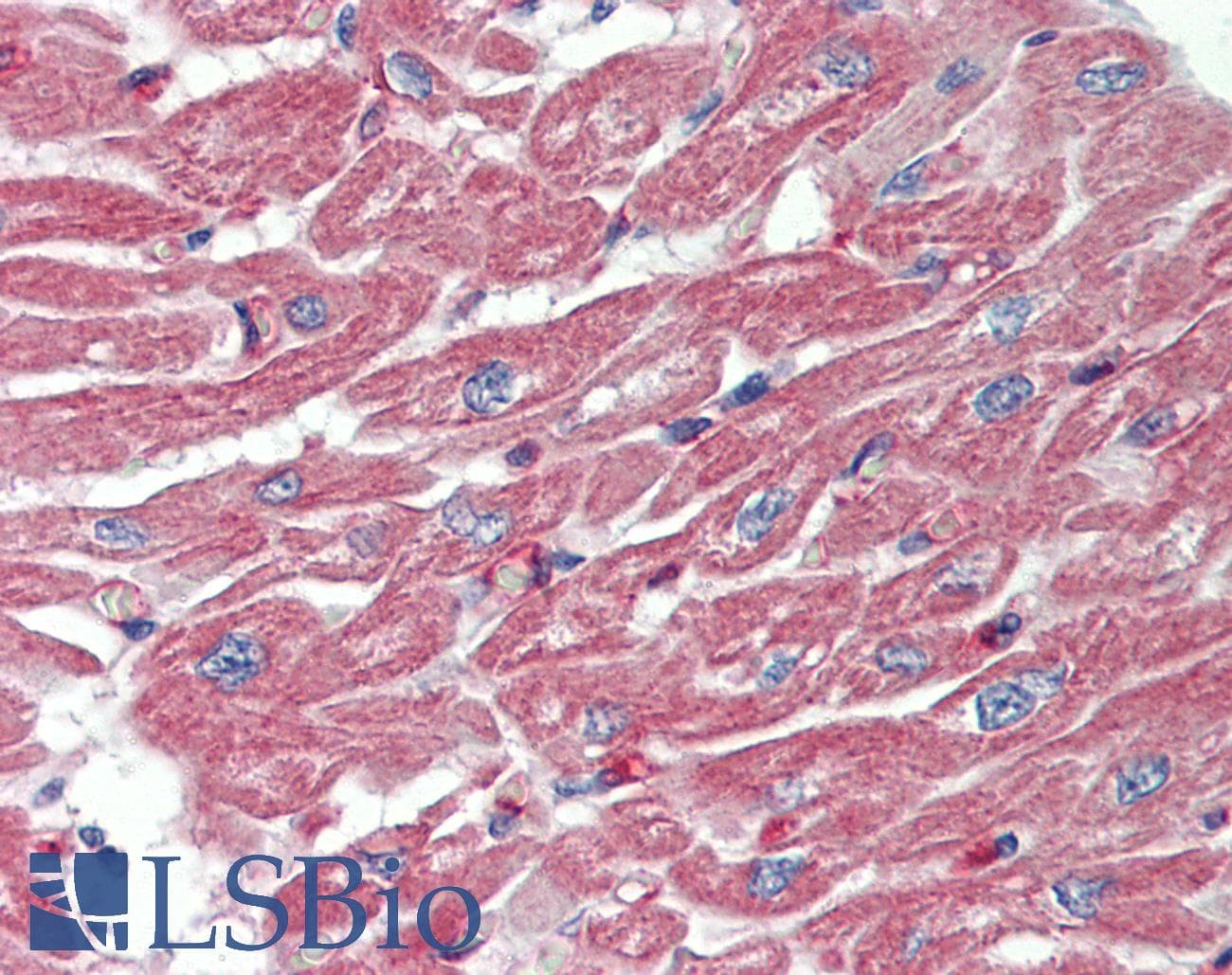 MS4A3 Antibody (aa24-73)