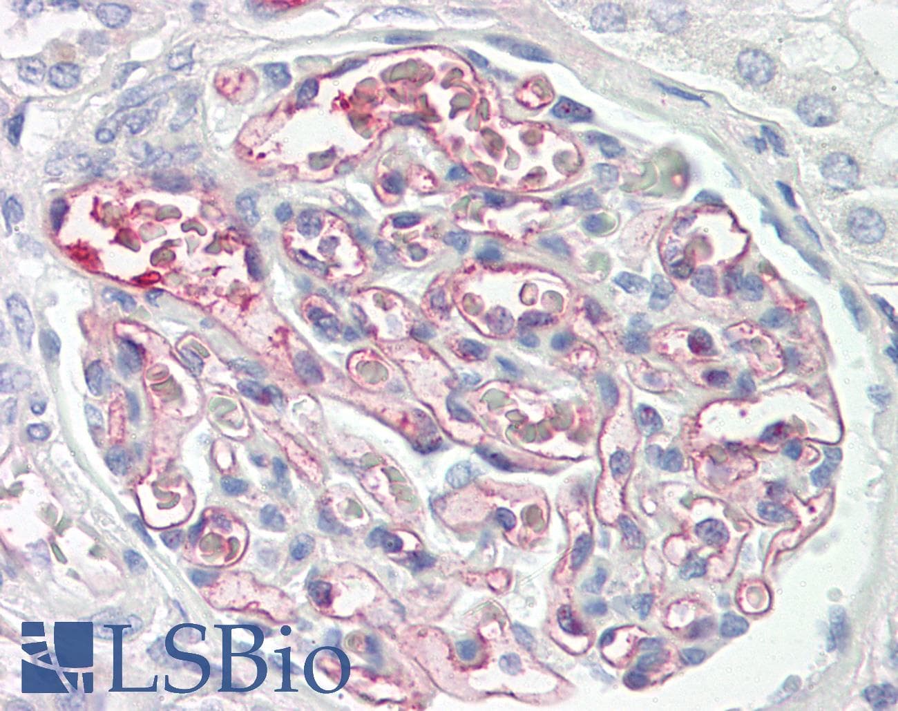 C4BP / C4b-Binding Protein Antibody