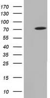 MTMR14 Antibody (clone OTI7B2, Carrier-free)