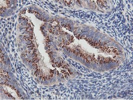 NMT2 Antibody (clone OTI1G3)