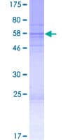Human FAM92B Protein (Recombinant GST)