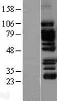 EPLIN Protein (Over-Expression Lysate Myc-DDK (Flag))