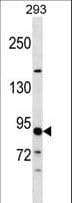 GCP3 / TUBGCP3 Antibody (aa787-816)
