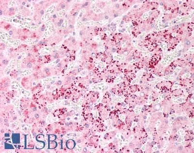 LRRC25 Antibody (clone OTI1A2)