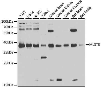 MLST8 / GBL Antibody