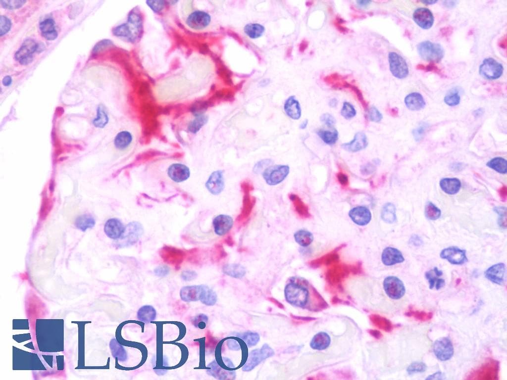 IHC-plus™ FSP27 / CIDEC Antibody (aa189-238)