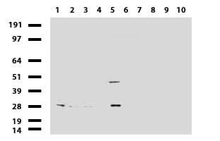 Monoclonal Mouse anti-Human MRPS34 Antibody (clone UMAB125, Carrier-free, IHC, IF, WB)