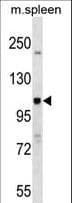 NOD1 Antibody (aa556-584)